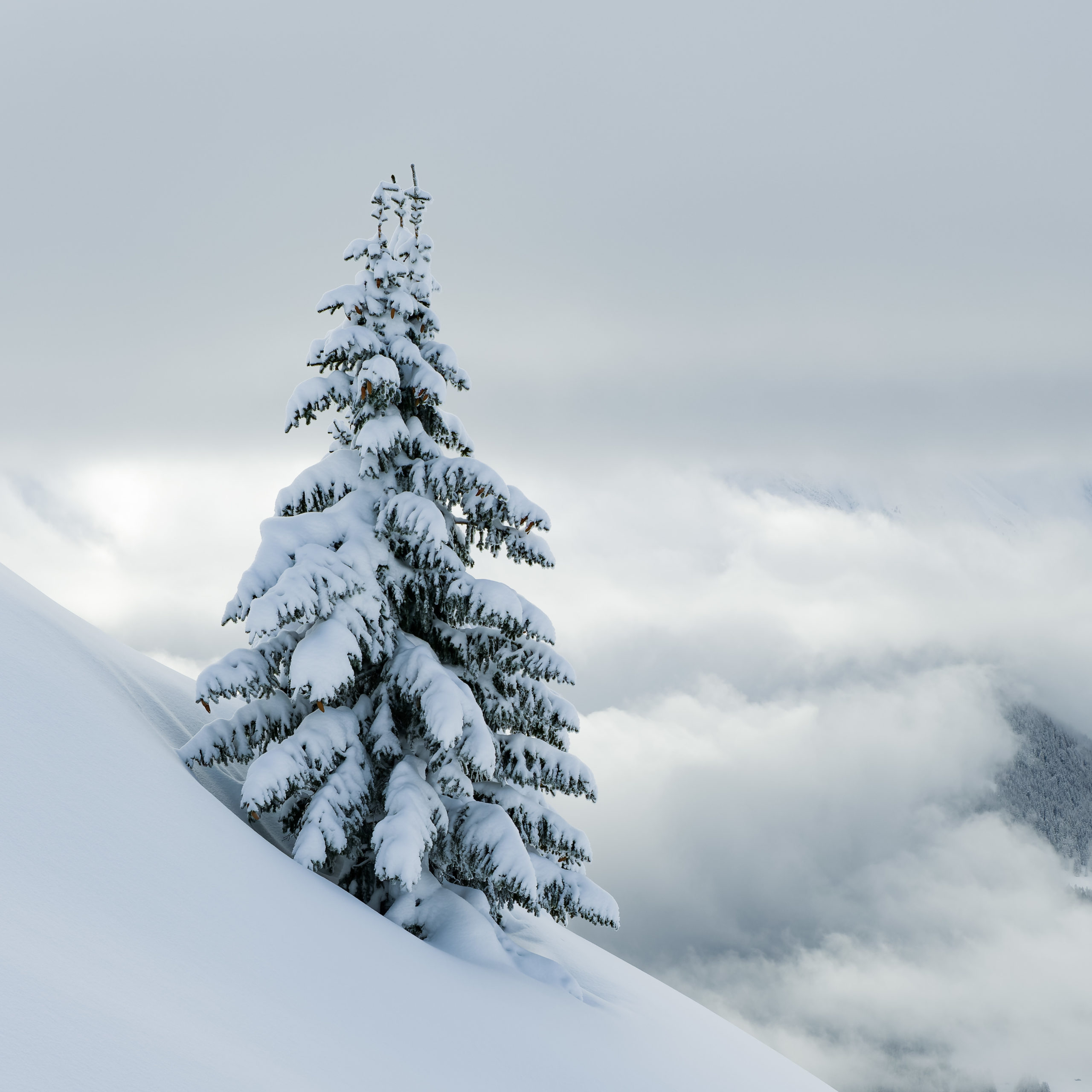 Nature et Paysage en hiver