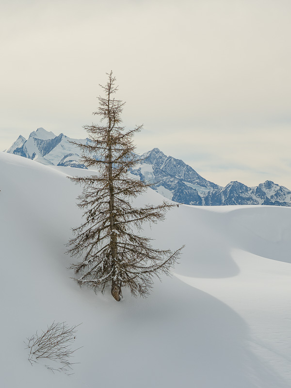 20220203-XXT40975-RAF_DxO_DeepPRIME