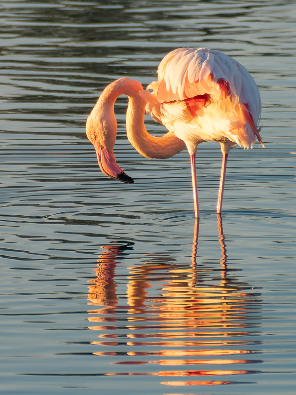 20221004-XXT42344-RAF_DxODP